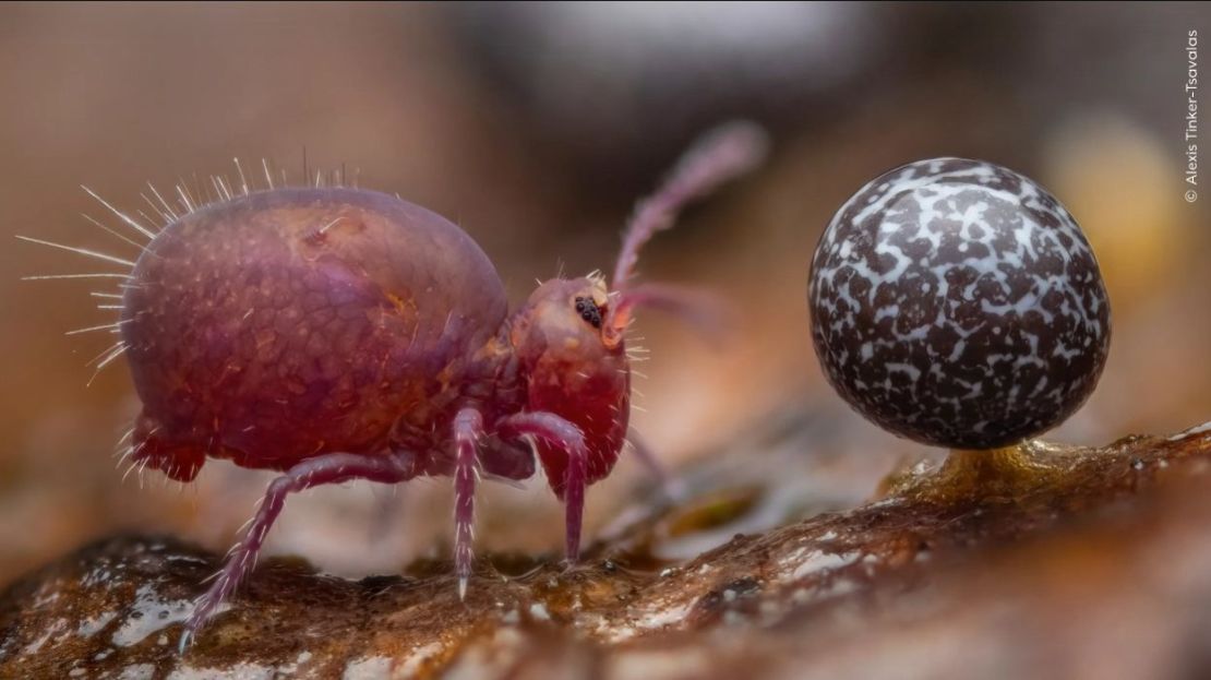 In this image by Alexis Tinker-Tsavalas in Berlin, Germany, a springtail and a piece of slime mold are captured. (Photo: Alexis Tinker-Tsavalas/Wildlife Photographer of the Year).