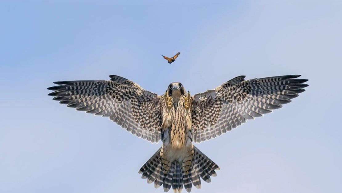 Esta fotografía de Jack Zhi muestra a un halcón joven practicando sus habilidades de caza con una mariposa en Los Ángeles, California. (Foto: Jack Zhi/Wildlife Photographer of the Year).