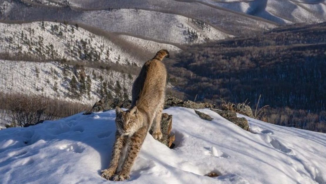 Igor Metelskiy tomó esta fotografía de un lince estirándose en el distrito de Lazovsky, Primorsky Krai, Rusia. (Foto: Igor Metelskiy/Wildlife Photographer of the Year).