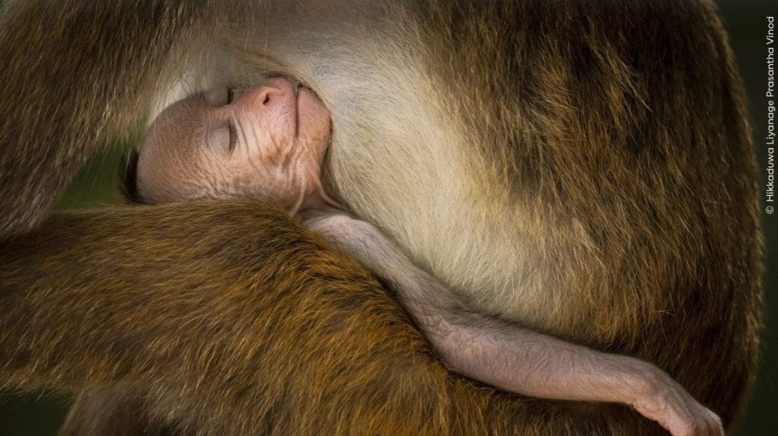 Hikkaduwa Liyanage Prashant Vinod spots this baby macaque almost asleep while sucking from its mother in Wilpattu National Park, Sri Lanka. (Photo: Hikkaduwa Liyanage Prashant Vinod/Wildlife Photographer of the Year).