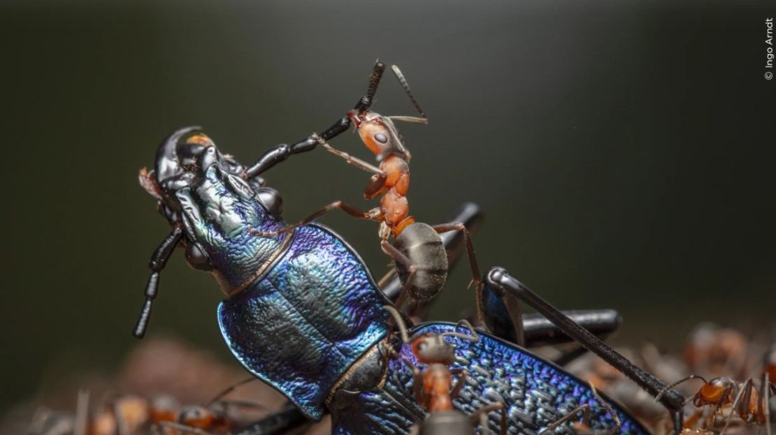 "The Demolition Squad" de Ingo Arndt muestra hormigas rojas desmembrando un escarabajo de tierra azul en Hesse, Alemania. (Foto: Ingo Arndt/Wildlife Photographer of the Year).