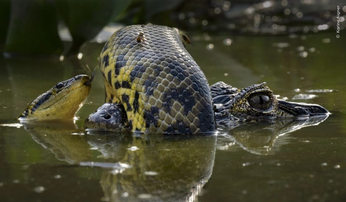 Una anaconda amarilla se enrosca alrededor del hocico de un caimán yacaré en esta imagen de Karine Aigner, tomada en Mato Grosso, Brasil. (Foto: Karine Aigner/Wildlife Photographer of the Year).