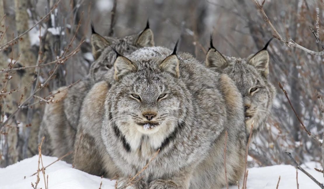 "On Watch" de John E. Marriott es un retrato de un lince descansando, con sus crías refugiadas detrás. (Foto: John Marriott/Wildlife Photographer of the Year).