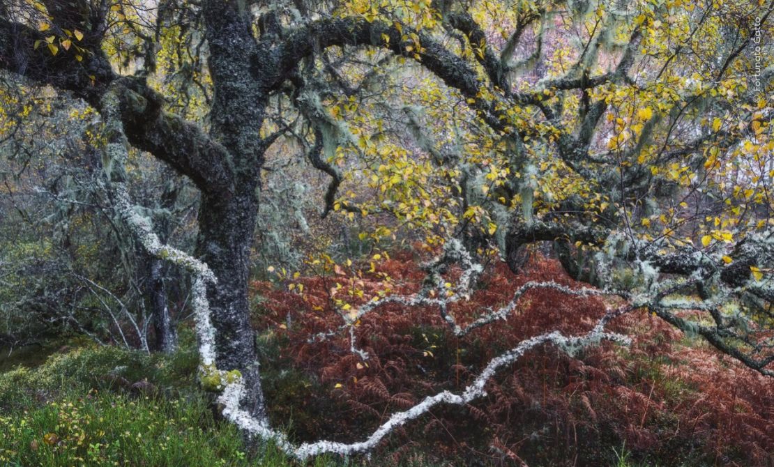 Un viejo abedul nudoso con un liquen de "barba de viejo" colgado alrededor de sus ramas, fotografiado por Fortunato Gatto en Glen Affric, Escocia. (Foto: Fortunato Gatto/Wildlife Photographer of the Year).