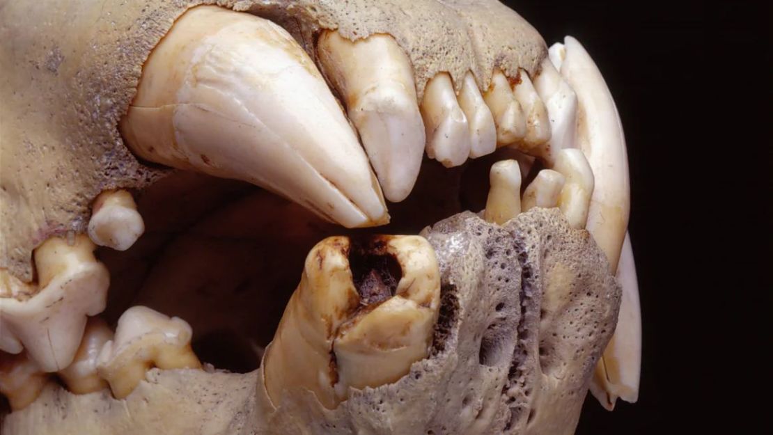 Los dientes agrietados y rotos de dos leones que aterrorizaron un campamento de construcción de ferrocarriles en Kenia en 1898 todavía contienen pelos de sus presas. (Foto: Museo Field de Historia Natural).