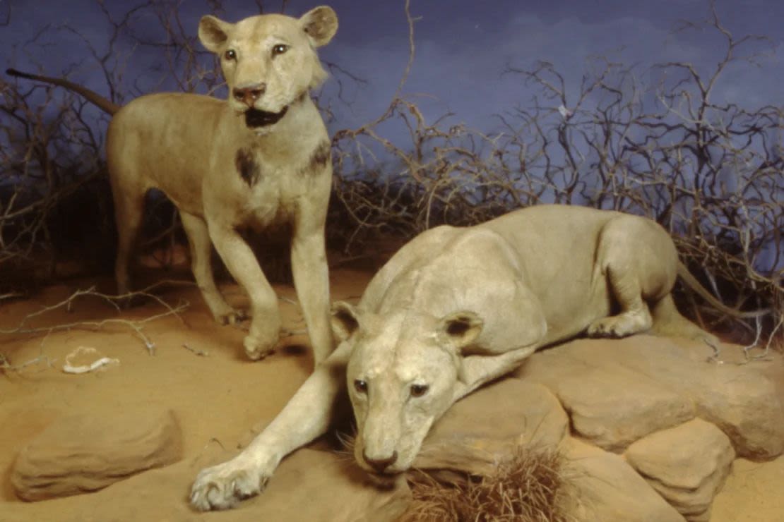 Leones fueron montados como especímenes de taxidermia y exhibidos en el Museo Field de Historia Natural de Chicago.