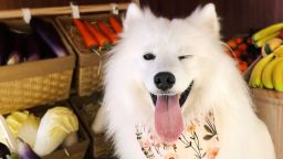 Este Samoyedo de 2 años, llamado OK, tiene un "trabajo" de medio tiempo en una cafetería para perros.