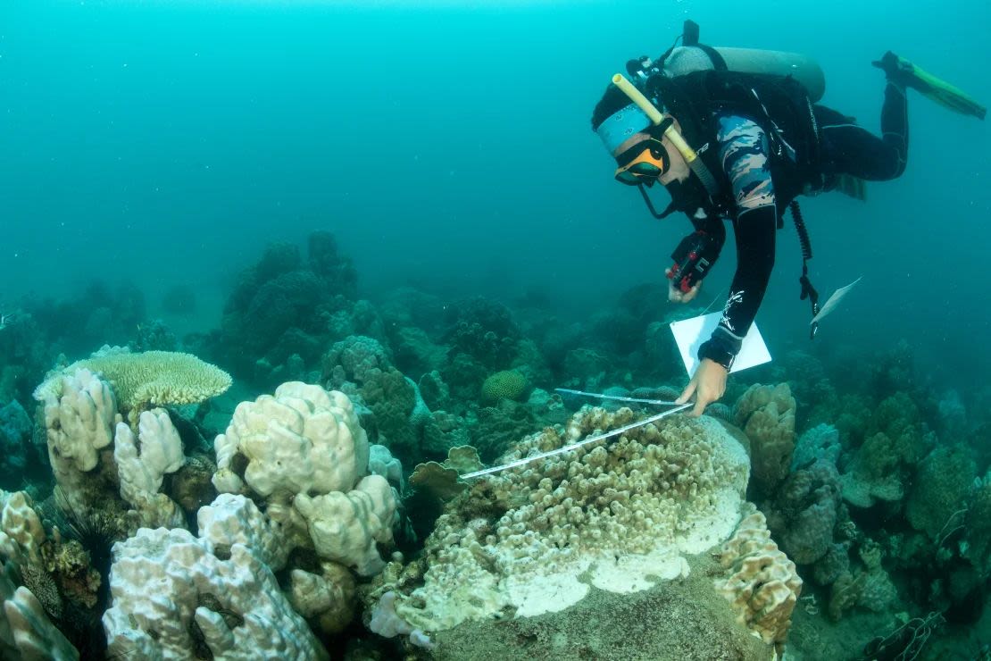 Un biÃ³logo marino recopila datos de un arrecife afectado por el blanqueamiento de corales debido a las altas temperaturas del agua en Trat, Tailandia.