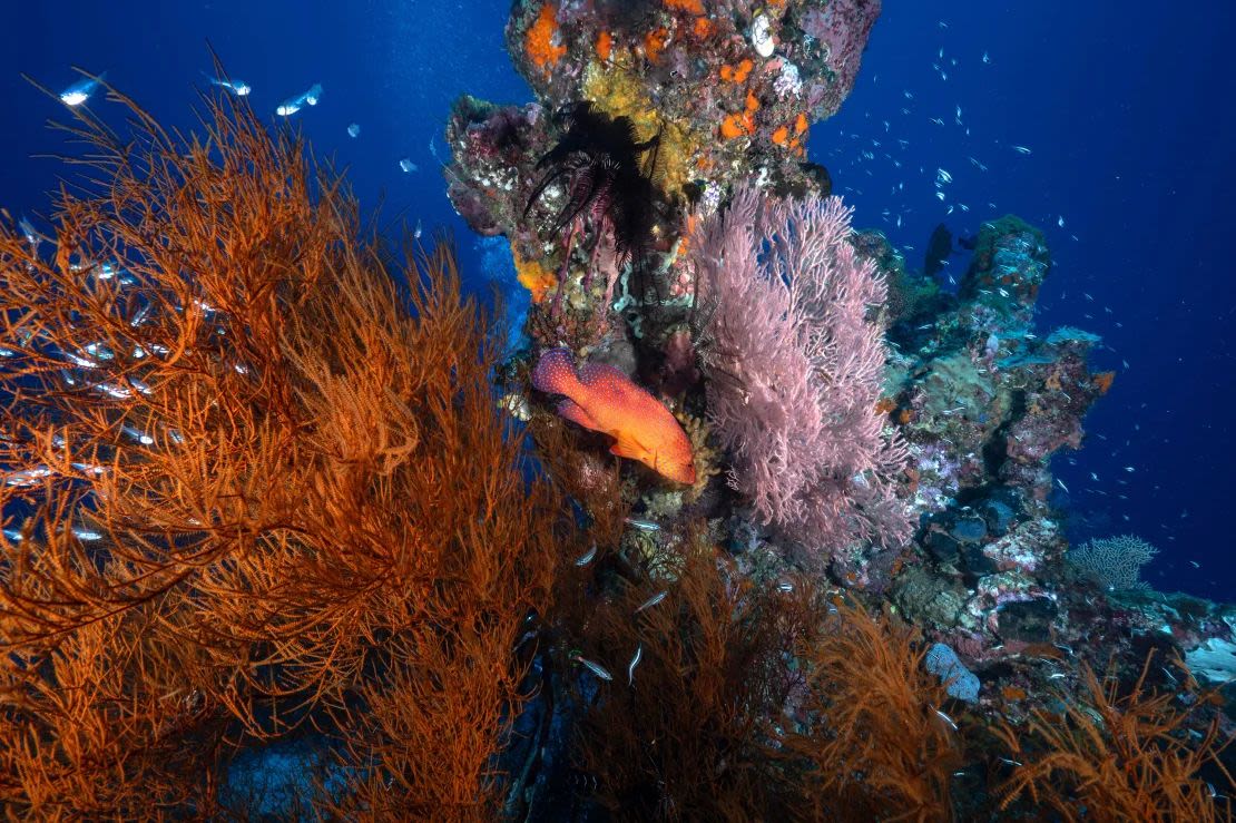 Esta foto tomada el 5 de noviembre de 2023 muestra un mero leopardo de coral y corales blandos en las aguas de la regencia de Raja Ampat en la región de Papúa Occidental, en el este de Indonesia.