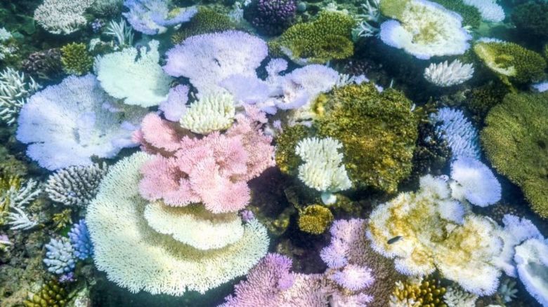 Coral blanqueado y muerto alrededor de la Isla Lizard en la Gran Barrera de Coral, al norte de Cairns, Australia. Crédito: David Gray/AFP/Getty Images