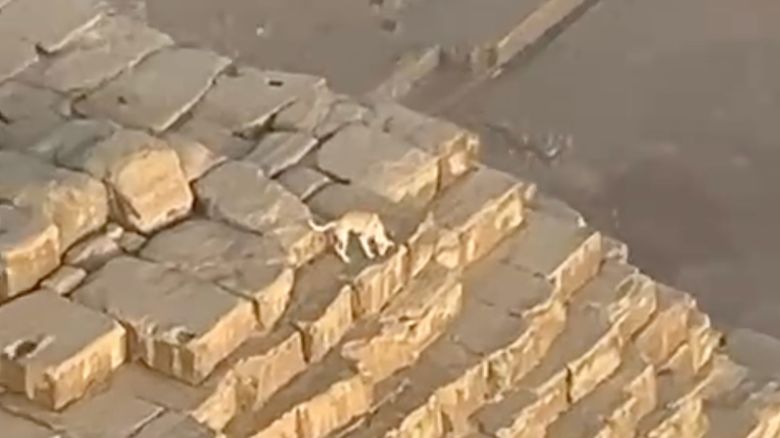 Se vio un perro en la cima de la segunda pirámide más alta de Egipto.