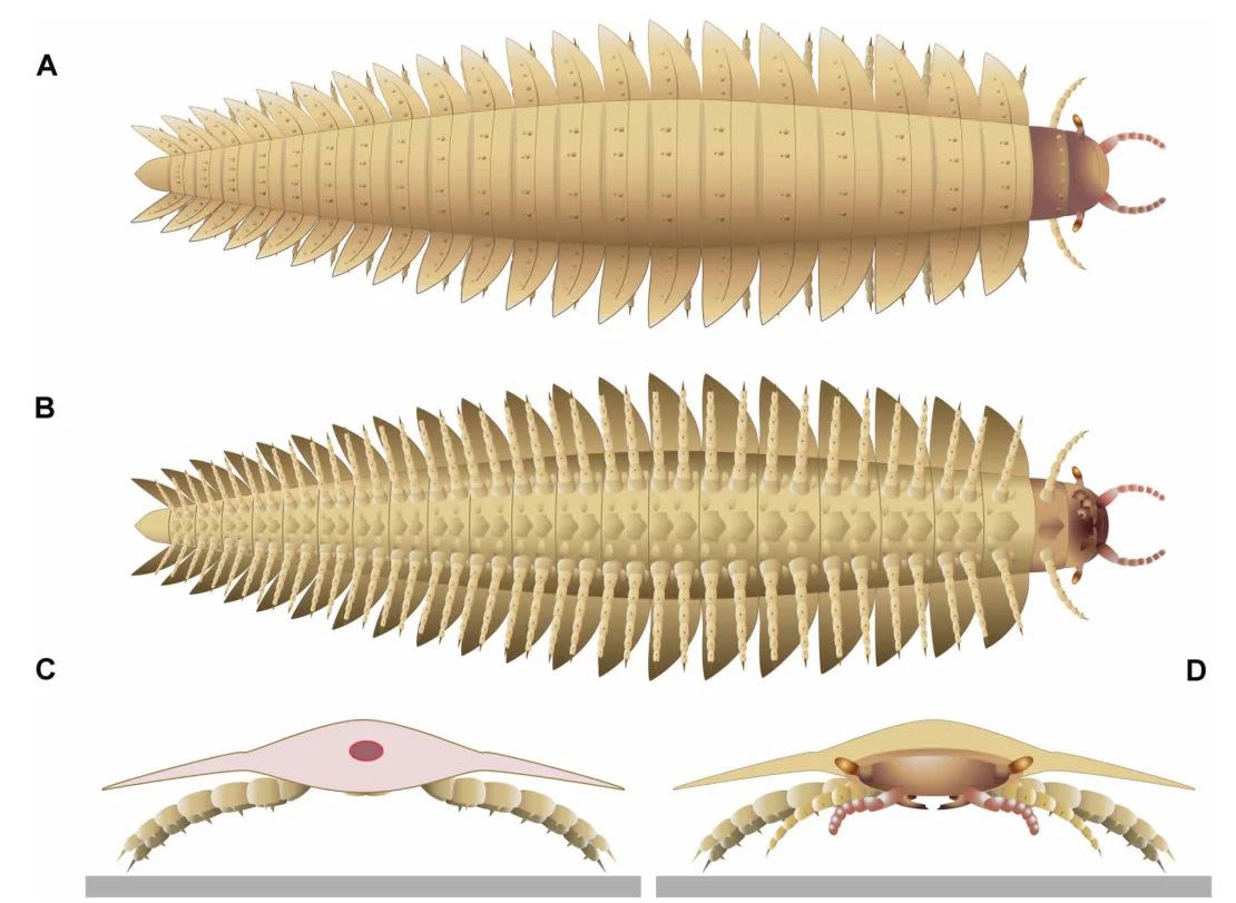 Los nuevos escaneos de Arthropleura revelaron cómo era la cabeza de la criatura, incluidos sus ojos pedunculados, mandíbulas y partes bucales. Lheritier et al., Sci. Adv. 10, eadp6362 (2024).