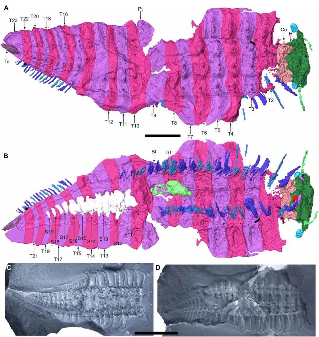 Los escaneos revelaron nuevos aspectos de la anatomía de Arthropleura en detalle. Lheritier et al., Sci. Adv. 10, eadp6362 (2024).