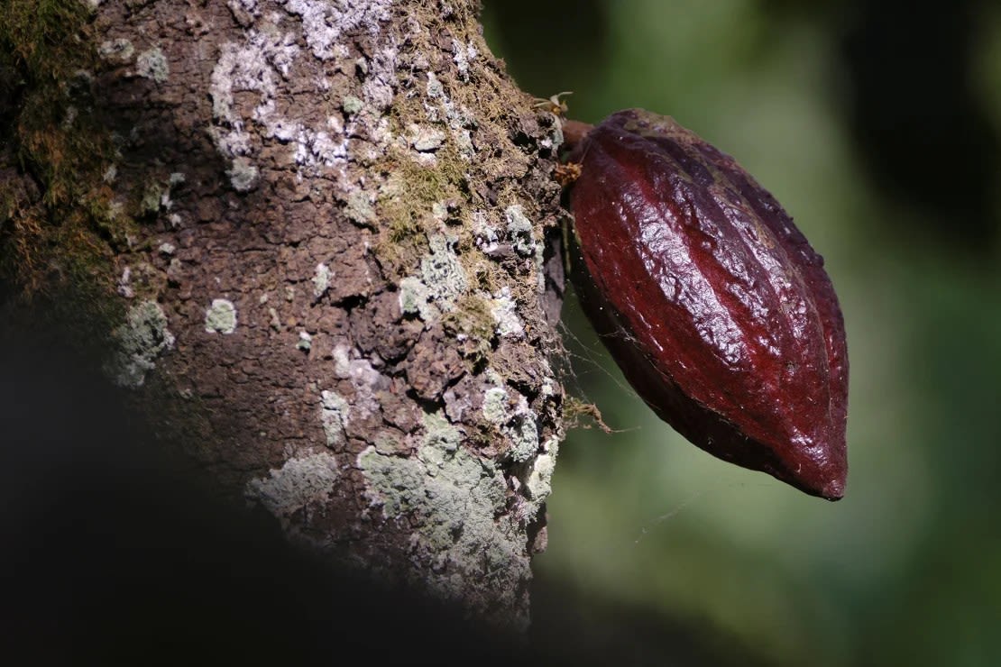 Una vaina de cacao crece en una granja de Osino, en la región oriental de Ghana, el 27 de febrero de 2024.