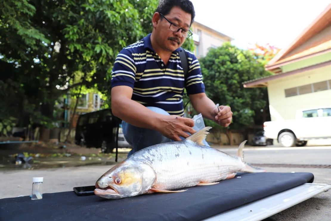 La carpa salmón gigante fue redescubierta en Camboya. Crédito: Chhut Chheana/Maravillas del Mekong.