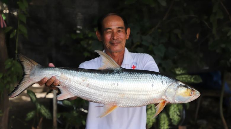 Uno de los dos ejemplares de carpa salmón gigantes capturados por pescadores en Camboya en 2023. Crédito: Chhut Chheana/Maravillas del Mekong.