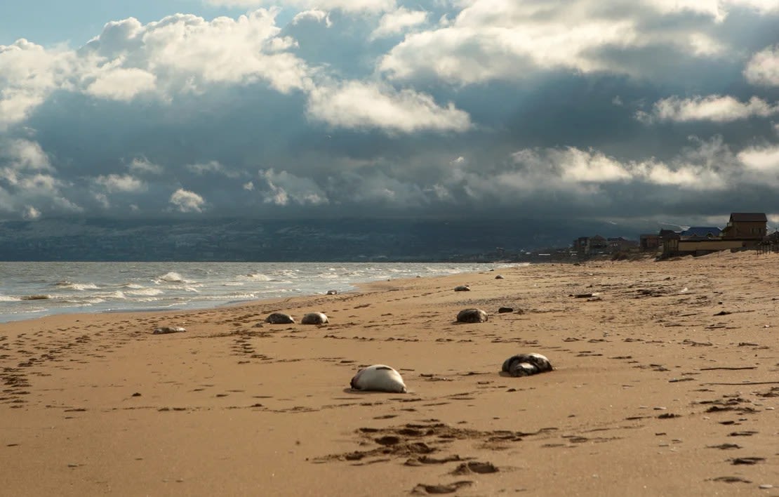 An image shows a dead Caspian seal floating in the Caspian Sea in Makhachkala, Russia, on December 6, 2022.