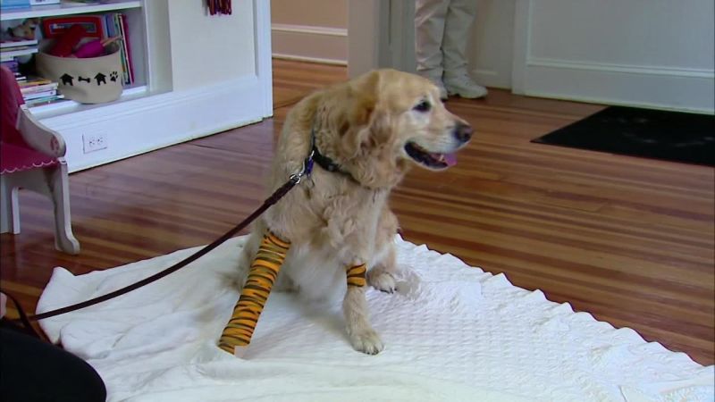 Figo, el perro heroico que salvó a su dueña ciega en un accidente | cnn