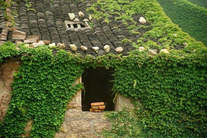 Las plantas verdes se tejen por entre las viejas paredes de piedra y se toman el interior de las casas, hoy desiertas.