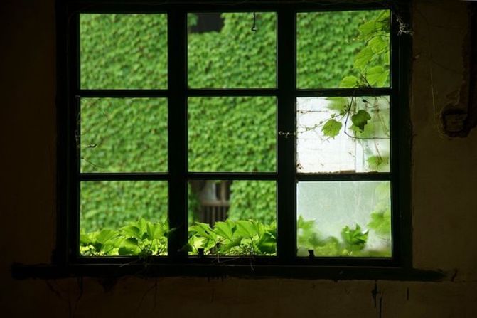 Pero, en medio del olvido de este pueblo fantasma, la naturaleza va reclamando su lugar.