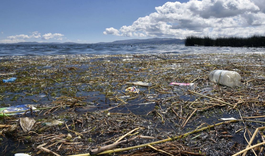 El informe Planeta Vivo de WWF revela drásticas disminuciones en las poblaciones de vida silvestre monitoreadas