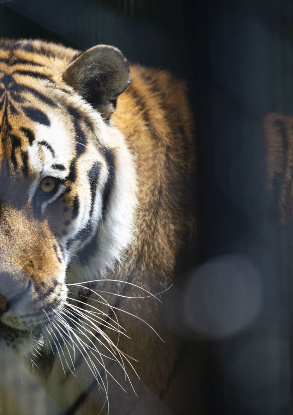 Los tigres fueron reubicados desde el Santuario de Grandes Felinos de Stichting Leeuw en los Países Bajos, en la foto.