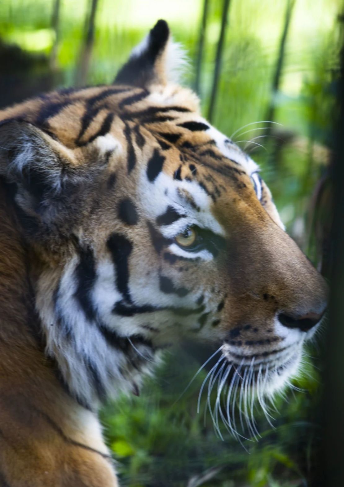 Al igual que los tigres que hasta ahora estaban cautivos, los grandes felinos vivirán en un recinto seminatural en Kazajstán.