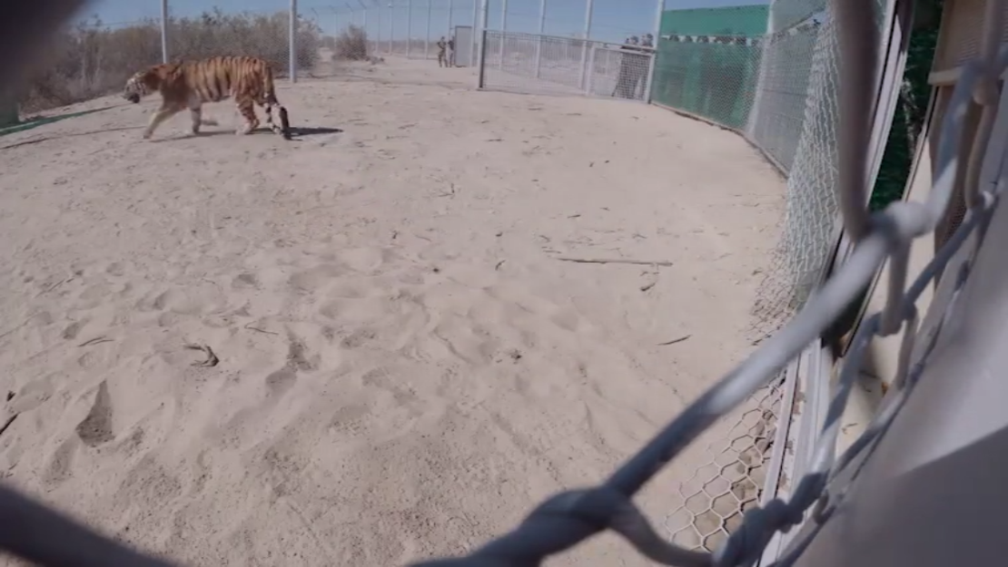 Los dos tigres fueron liberados en un recinto seminatural en septiembre de 2024.