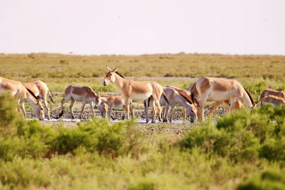 También se reintrodujeron en la reserva de Ile-Balkhash burros salvajes, llamados kulan.