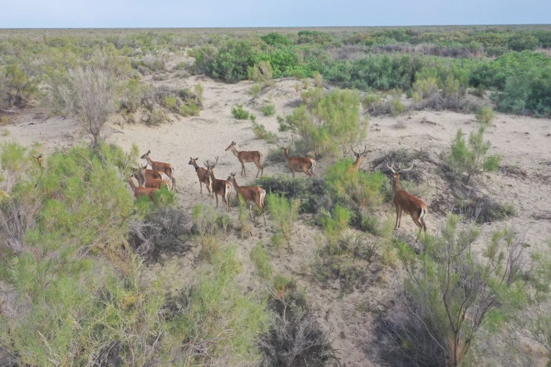 Después de más de un siglo, los ciervos de Bujará, en peligro de extinción, también fueron devueltos a la región. Crédito: WWF Asia Central.