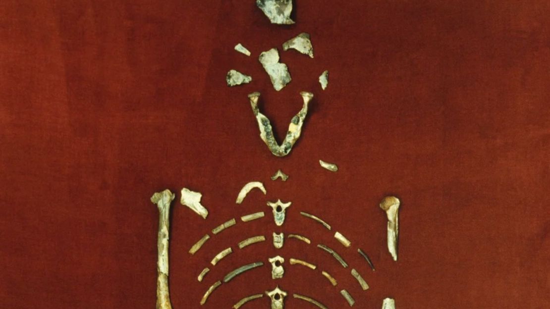 Los restos fosilizados de Lucy, descubiertos el 24 de noviembre de 1974, formaban el esqueleto más completo de un ancestro humano temprano cuando fue hallada. Crédito: Universidad Estatal de Arizona