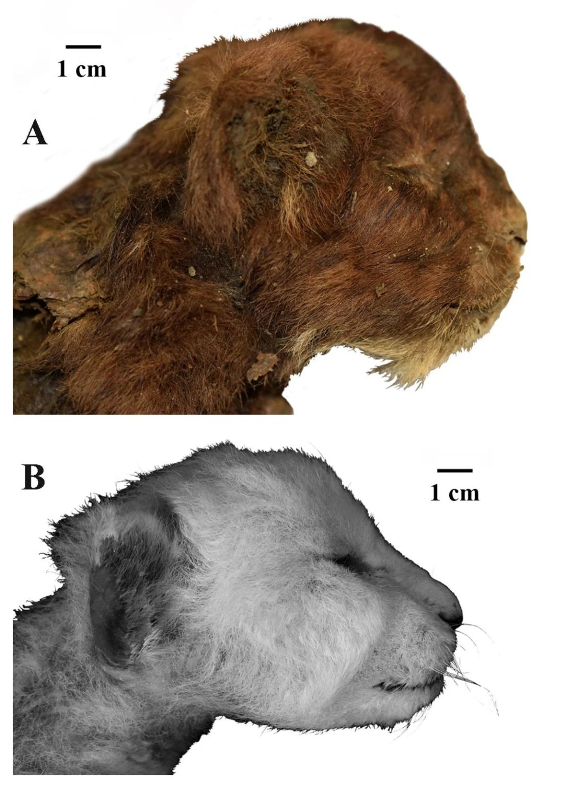 Las imágenes resaltan las diferencias en la apariencia externa de las cabezas de dos ejemplares cachorros de 3 semanas de edad: el Homotherium latidens (felino dientes de sable) momificado en la parte superior y el Panthera leo (león moderno) debajo. Crédito: cortesía del profesor Alexey V. Lopatin.