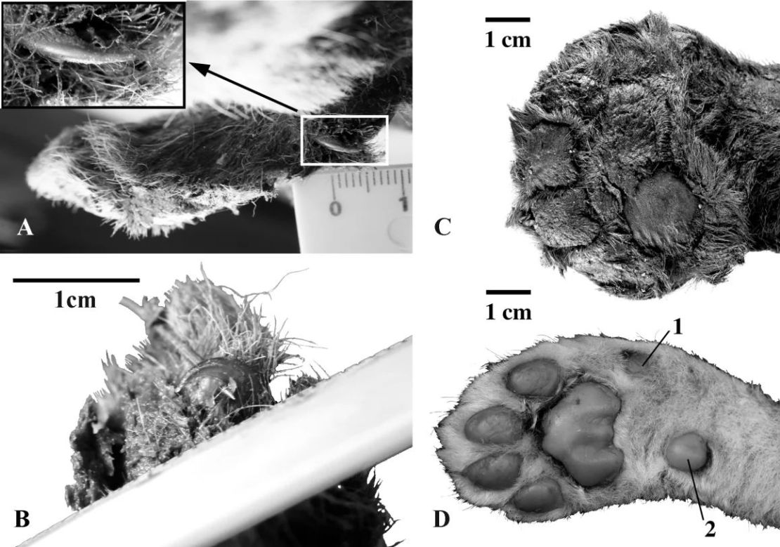 En la imagen se muestran las patas delanteras de cachorros de felino grande de 3 semanas de edad. Las imágenes A, B y C muestran vistas del espécimen momificado de Homotherium latidens: A es una garra del pulgar; B, una garra del segundo dedo; y C, una vista plantar. D muestra la vista plantar de la pata delantera derecha de un espécimen de Panthera leo. Crédito: cortesía del profesor Alexey V. Lopatin.