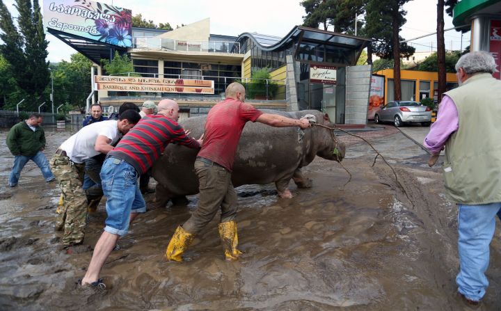 Varios residentes de Tiflis, Georgia, empujan a un hipopótamo por calles anegadas debido a las graves inundaciones que, entre otros cosas, destruyeron parte del zoológico de la ciudad.