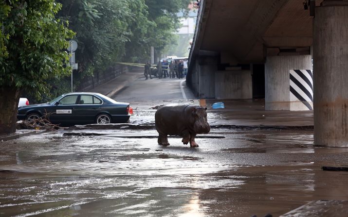 Un hipopótamo vaga confundido por las calles de Tiflis. Las inundaciones arrasaron parte del zoológico de la capital de Georgia y cientos de animales escaparon.