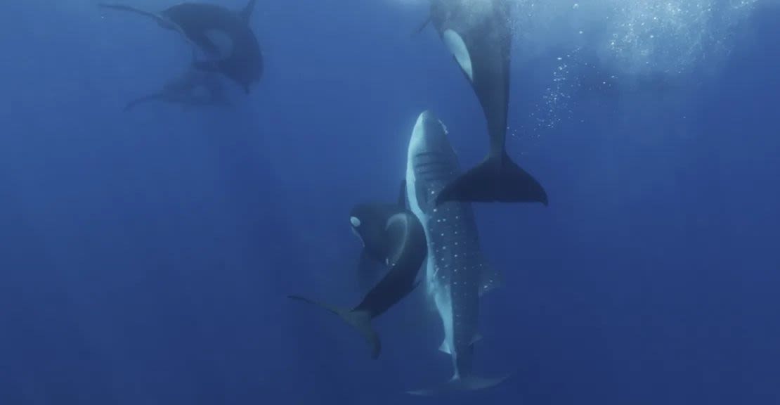 Las orcas salen a la superficie para respirar antes de dar un golpe final y rápido.