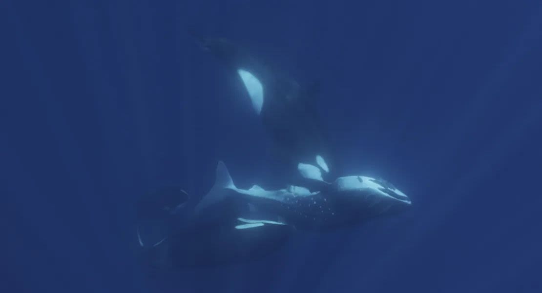 Una orca choca de frente contra el vientre de un tiburón ballena.