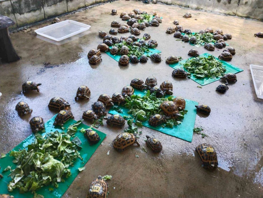 Tortugas rescatadas en Tailandia son puestas al cuidado de las autoridades antes de ser enviadas a Madagascar.