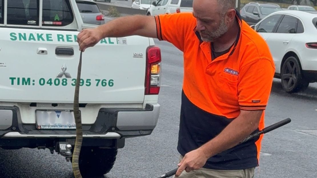 Tim Nanninga, de Melbourne Snake Control, captura una serpiente tigre mortal para liberarla al costado de la autopista cerca de Melbourne en Australia el 30 de noviembre de 2024.