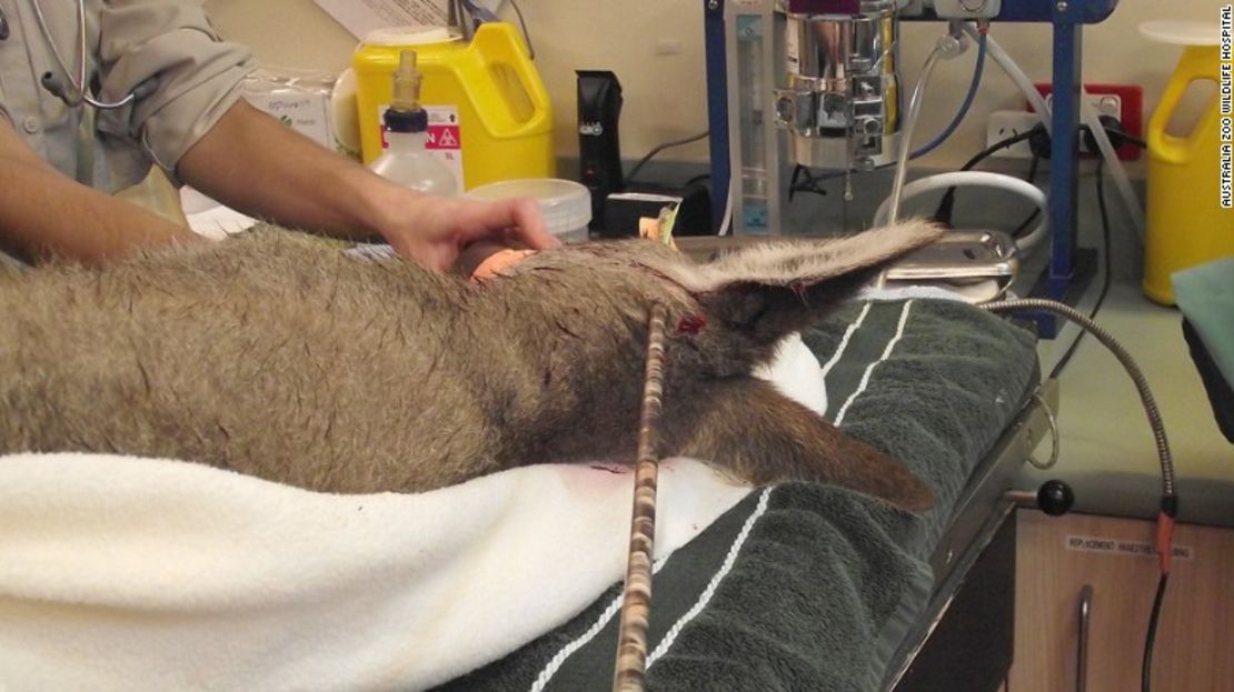 El grupo de médicos del Australia Zoo Wildlife Hospital lograron atrapar a esta canguro, herida por una flecha, y operarla exitosamente.