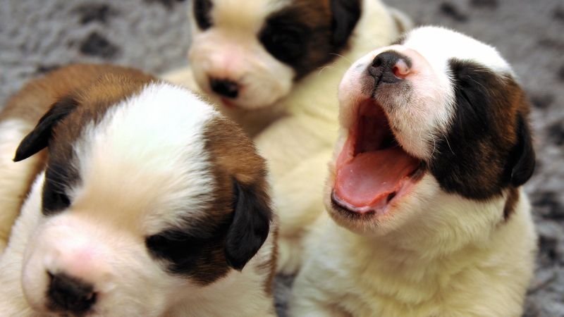5 formas en las que las mascotas benefician tu salud | cnn