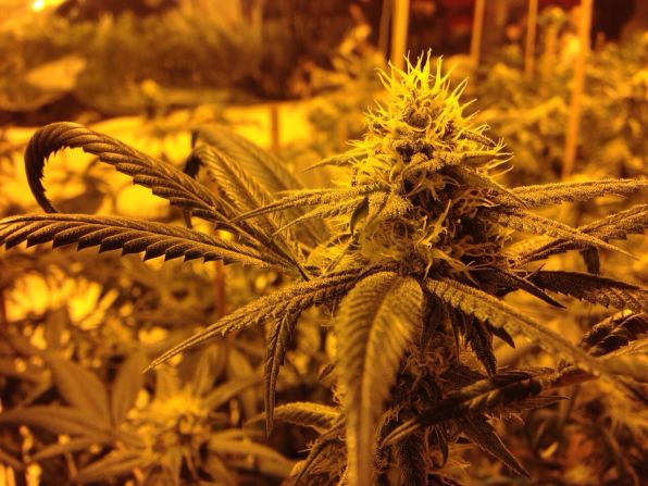 El proceso de producción de la cannabis lleva más de 9 semanas de floración y luego 6 días para secar el cogollo y que quede listo para ser consumido.