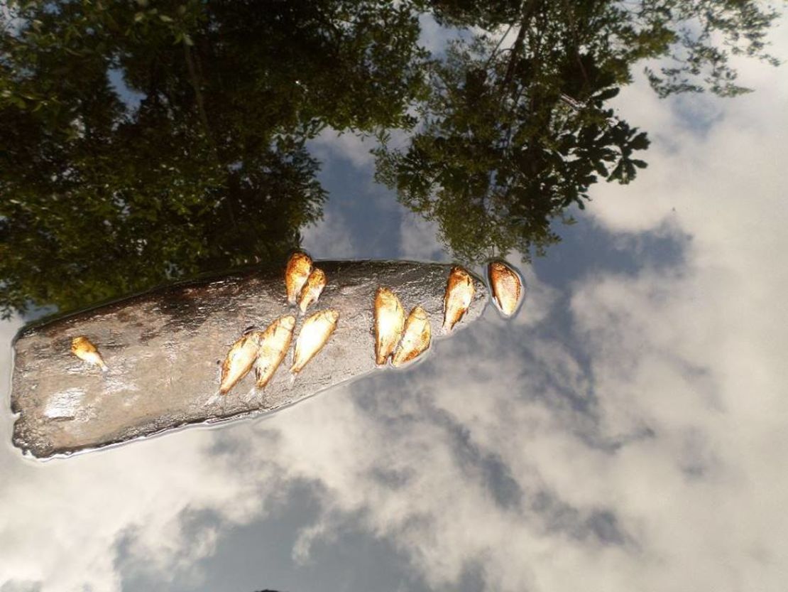 30 especies de peces también son amenazados por los daños ambientales ocasionados por el derrame de petróleo en Tumaco, Nariño.