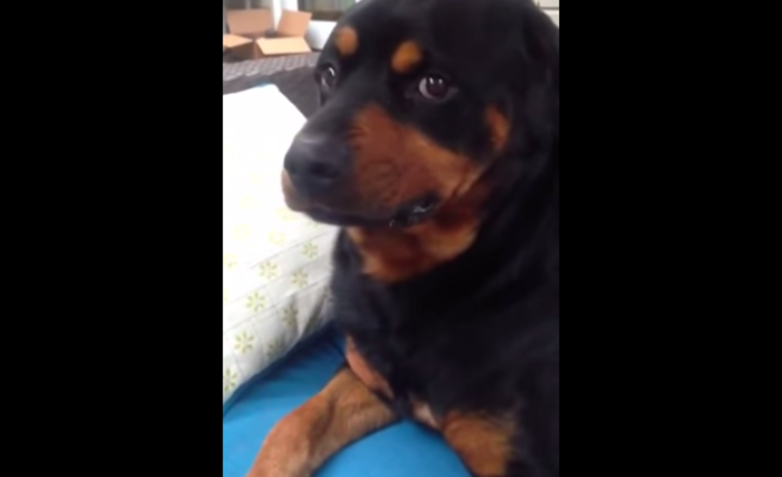 CNNE 183290 - rottweiler tierno agresivo video viral