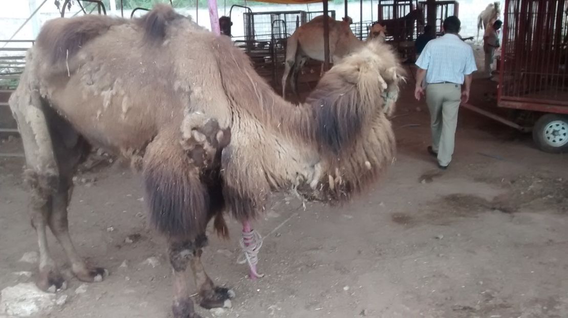 Los dromedarios se encontraban amarrados cada uno con un bozal en un carromato.