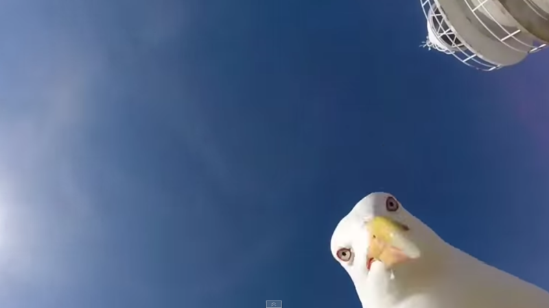 Gaviota 'roba' una gopro y graba imágenes increíbles | cnn