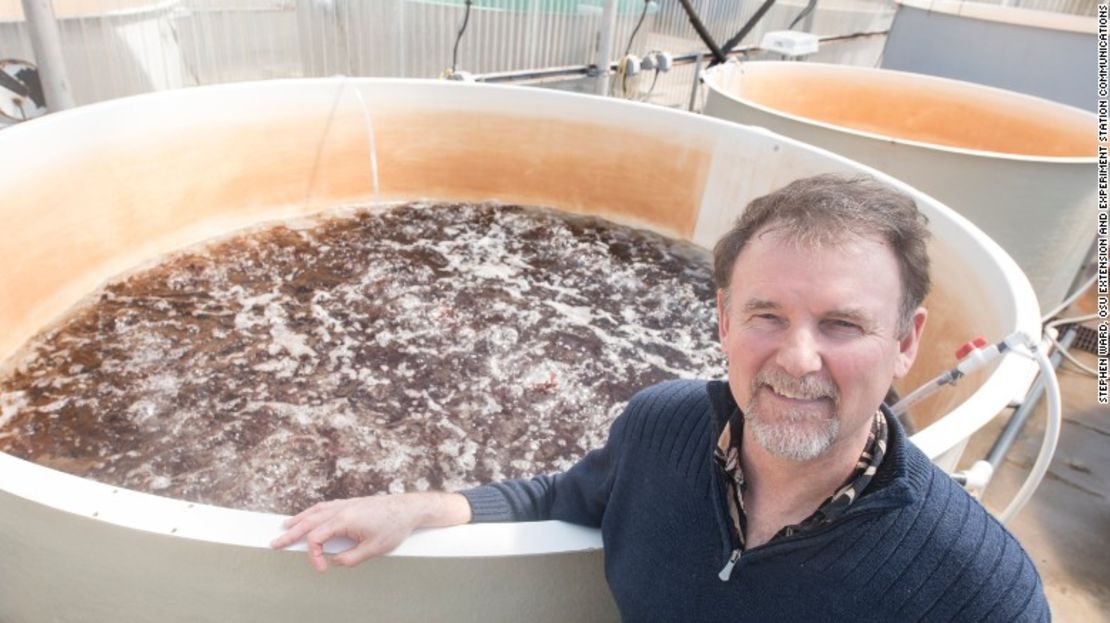 Chris Langdon ha estado cultivando y estudiando dulse en el Hatfield Marine Science Center en Newport, Oregón, durante décadas y ahora está trabajando con el Food Innovation Center en Portland para crear platillos saludables y atractivos.