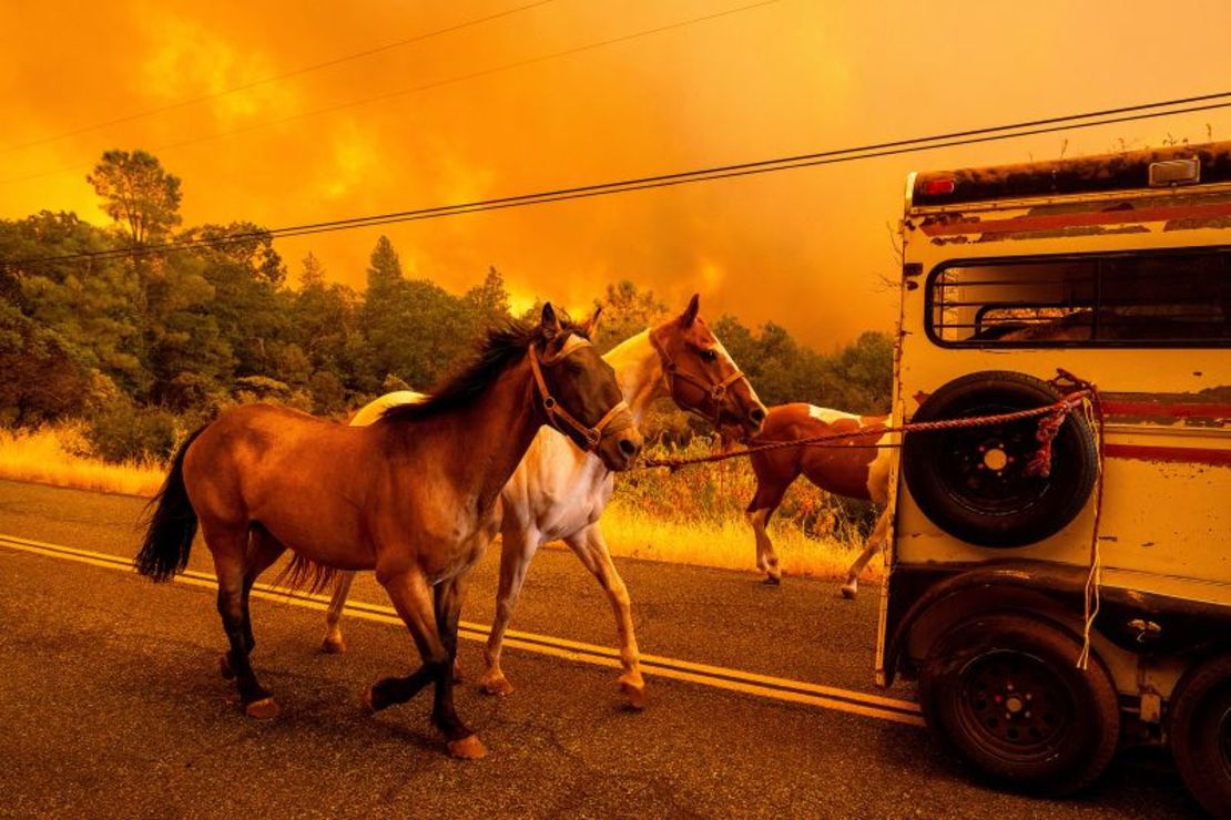 Caballos evacuados mientras el Park Fire arrasa la comunidad de Cohasset en el condado de Butte, California, el 25 de julio de 2024.