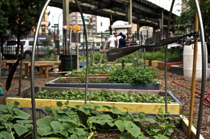 La comunidad latina creó este espacio para la integración, enseñanza y autoabastecimiento de alimentos saludables.