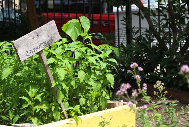 Entre las hortalizas se encuentran esta plantación de zanahorias.